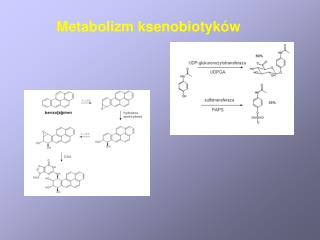Metabolizm ksenobiotyków
