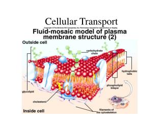 Cellular Transport