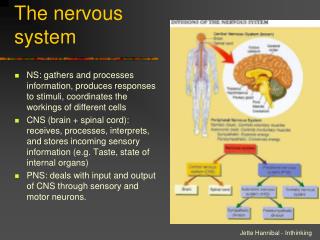 The nervous system