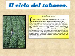 Il ciclo del tabacco.