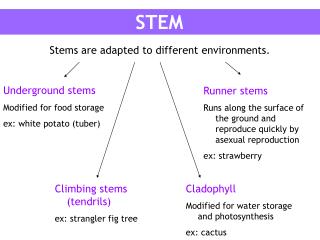 STEM