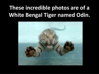 These incredible photos are of a White Bengal Tiger named Odin.