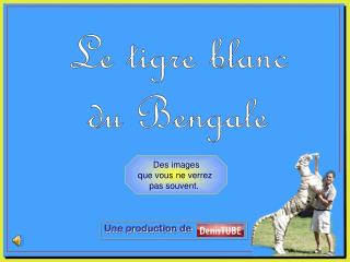 Le tigre blanc du Bengale