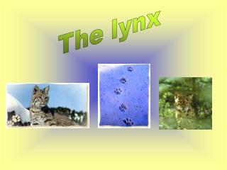 The lynx