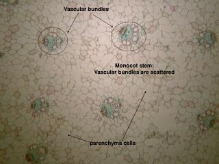 Monocot Stem