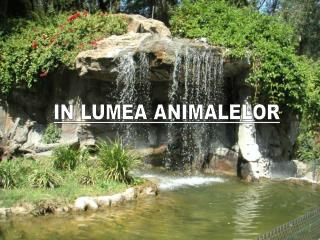 IN LUMEA ANIMALELOR