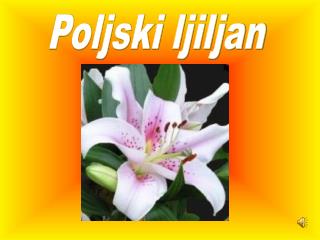 Poljski ljiljan