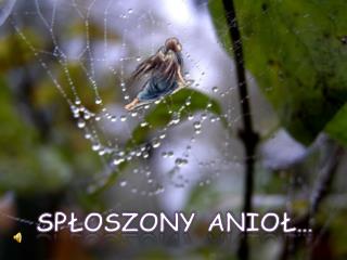 SPŁOSZONY ANIOŁ…