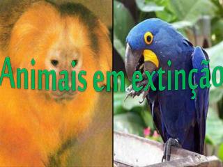 Animais em extinção