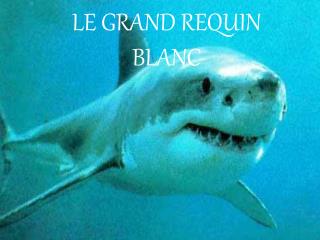 LE GRAND REQUIN BLANC
