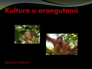 Kultura u orangutanů
