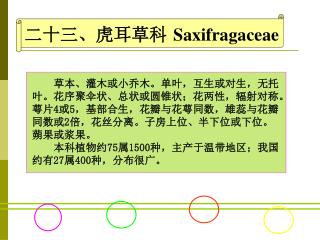 二十三、虎耳草科 Saxifragaceae