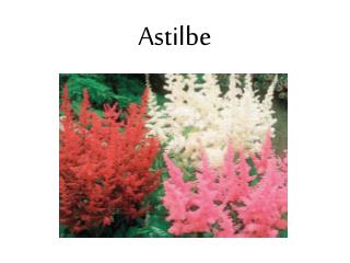 Astilbe