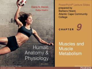Muscles and Muscle Metabolism