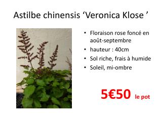 Astilbe chinensis ‘Veronica Klose  ’