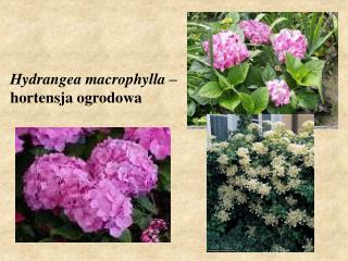 Hydrangea macrophylla – hortensja ogrodowa