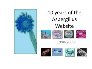 10 years of the Aspergillus Website