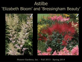 Astilbe ‘ Elizabeth Bloom ’ and ‘ Bressingham Beauty’