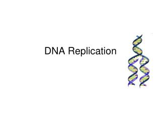 DNA Replication