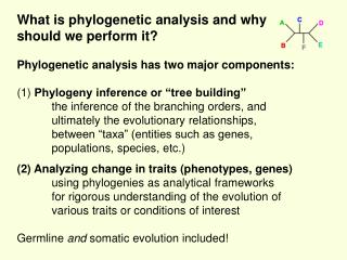 What is phylogenetic analysis and why should we perform it?