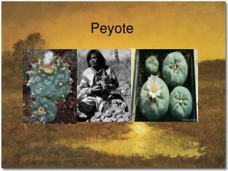 Peyote