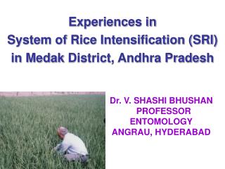 Experiences in System of Rice Intensification (SRI ) i n Medak District, Andhra Pradesh