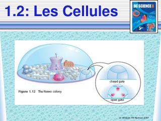 1.2: Les Cellules