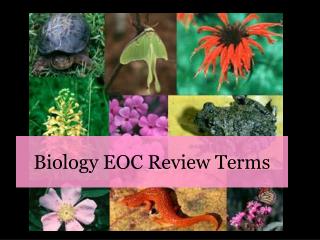 Biology EOC Review Terms