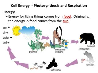 Cell Energy - Photosynthesis and Respiration Energy: