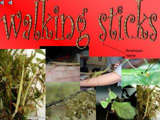 walking sticks