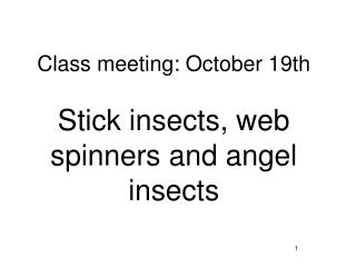 Class meeting: October 19th Stick insects, web spinners and angel insects