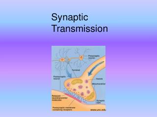 Synaptic Transmission