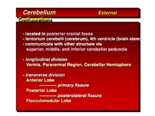 Cerebellum External Configurations