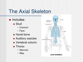 The Axial Skeleton