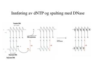 Innføring av dNTP og spalting med DNase