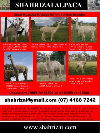 SHAHRIZAI ALPACA