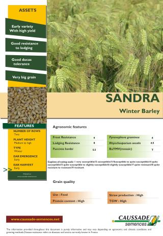 SANDRA Winter Barley
