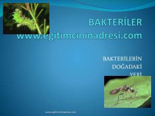 BAKTERİLER egitimcininadresi