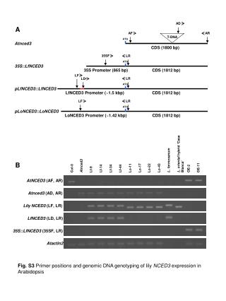 Fig. S3 Primer positions and genomic DNA genotyping of lily NCED3 expression in Arabidopsis