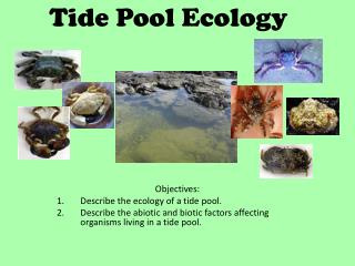 Tide Pool Ecology