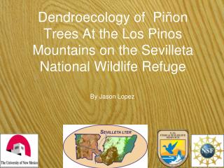 Dendroecology of Piñon Trees At the Los Pinos Mountains on the Sevilleta National Wildlife Refuge