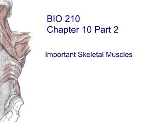 BIO 210 Chapter 10 Part 2