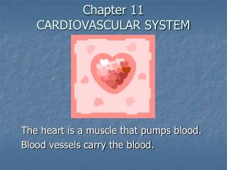 Chapter 11 CARDIOVASCULAR SYSTEM