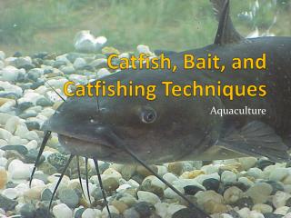 Catfish, Bait, and Catfishing Techniques