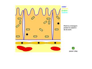 Fatty acids and glycerol are both fat soluble. They are at a high concentration in the gut lumen.