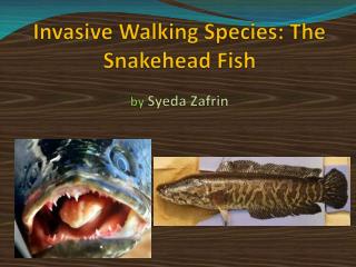 Invasive Walking Species: The Snakehead Fish by Syeda Zafrin