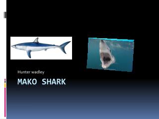 Mako shark