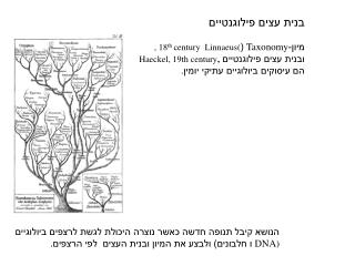 בנית עצים פילוגנטיים מיון- Taxonomy ( , 18 th century Linnaeus (
