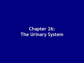 Chapter 26: The Urinary System