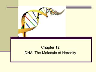 Chapter 12 DNA: The Molecule of Heredity
